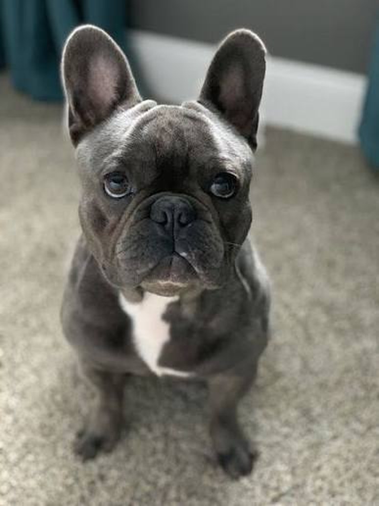A French Bulldog sitting and looking up at the camera