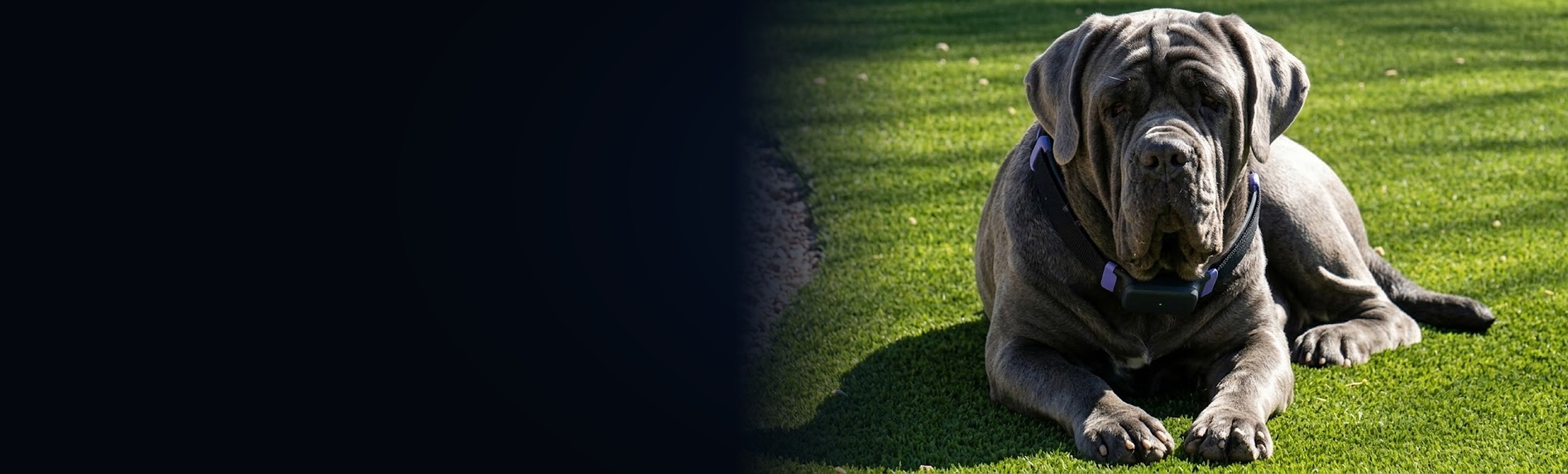 A Neapolitan Mastiff wearing the PetPace™ collar against the Panoptic field